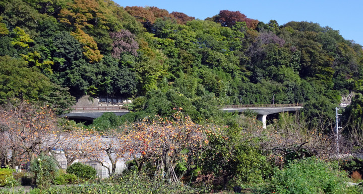 秋色の相模川自然の村