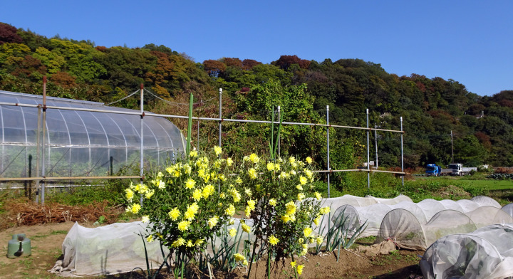 秋色の相模川自然の村