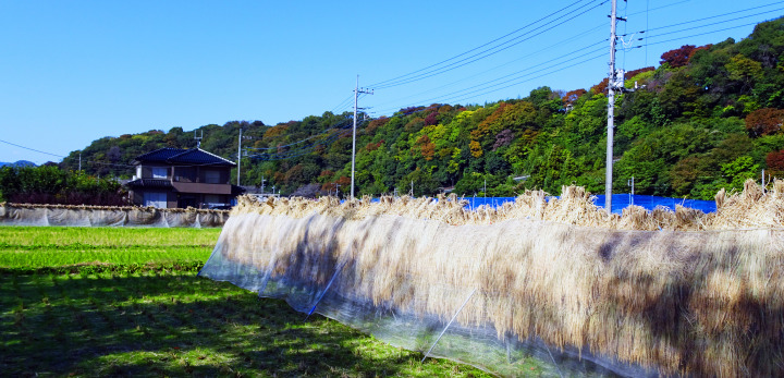 秋色の相模川自然の村