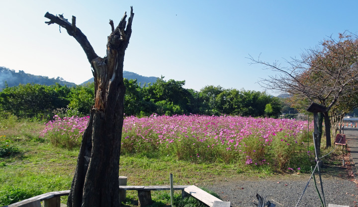 秋色の相模川自然の村