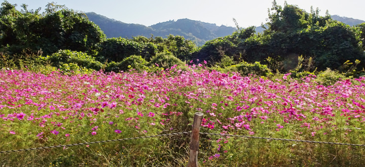 秋色の相模川自然の村