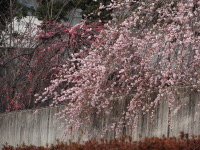 清流の里の枝垂れ桜