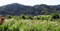 スケッチ会―相模川自然の村